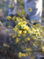 Marasmodes fasciculata