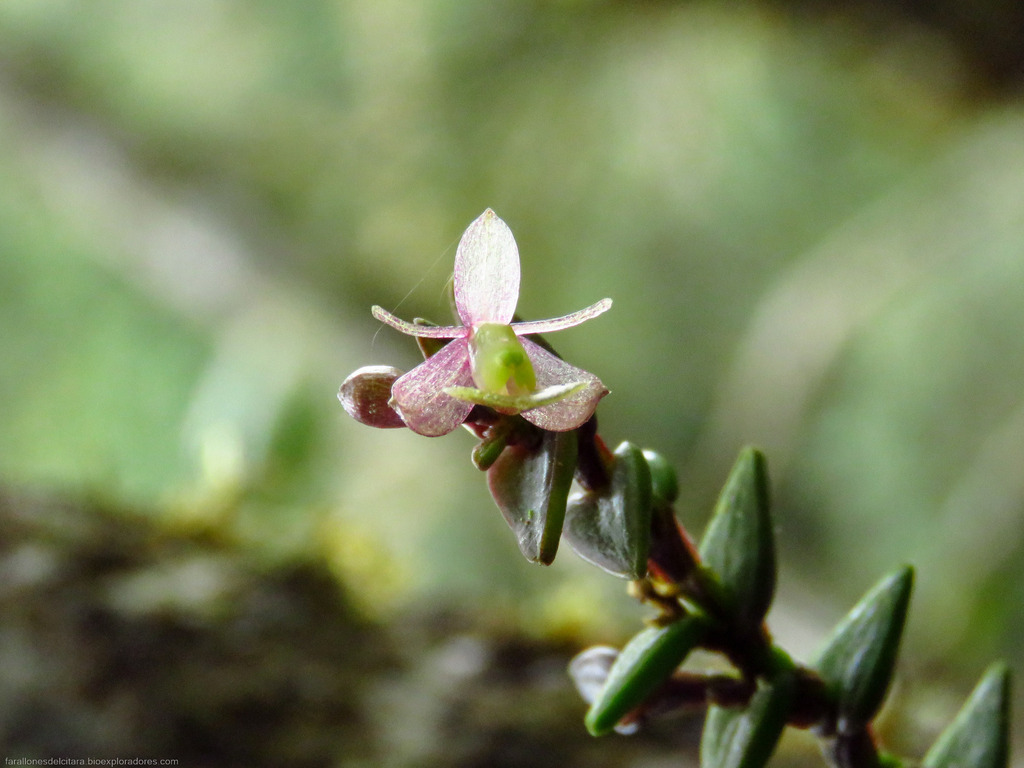 Epidendrum pachyphyton Garay