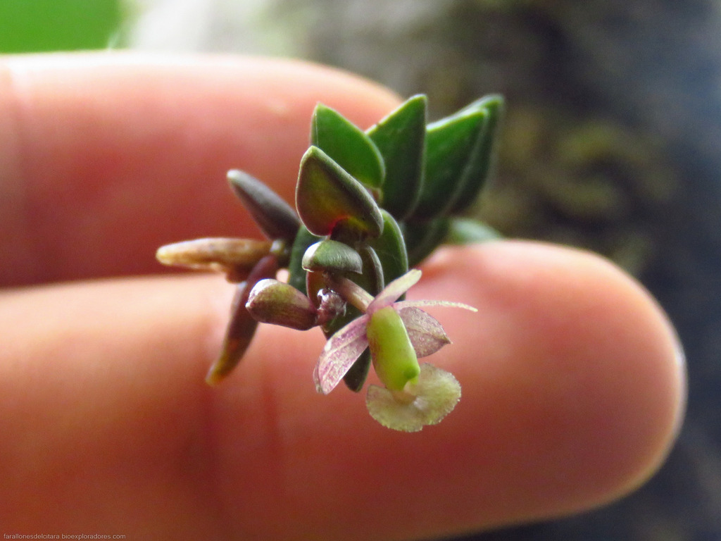Epidendrum pachyphyton Garay 3
