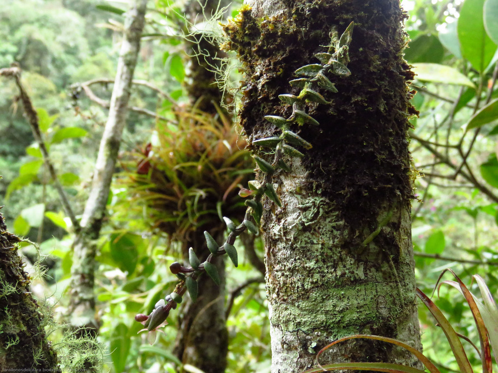 Epidendrum pachyphyton Garay 2