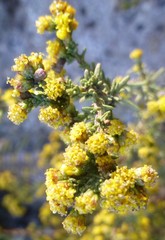 Marasmodes fasciculata
