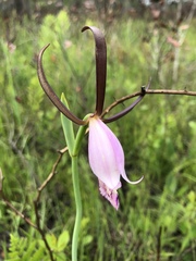 Cleistesiopsis divaricata