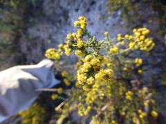 Marasmodes fasciculata