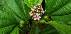 Miconia tococa