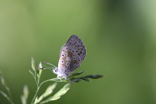 iNaturalist observation photo of Sierra Blue