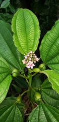 Miconia tococa