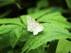 Trigrammia quadrinotaria