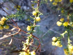 Marasmodes fasciculata