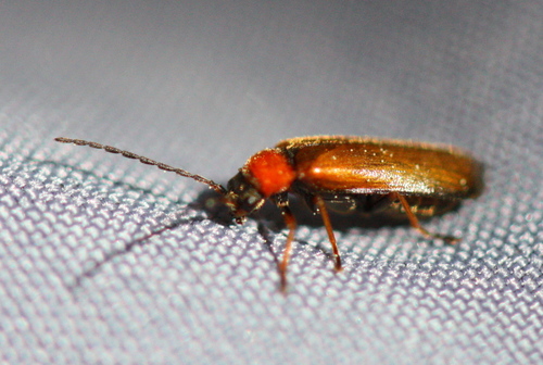Cantharidae