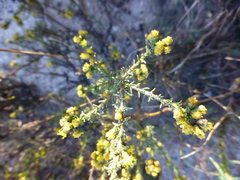 Marasmodes fasciculata
