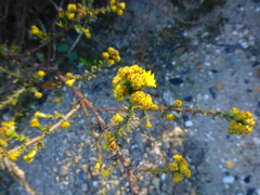 Marasmodes fasciculata