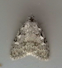 Nola triquetrana