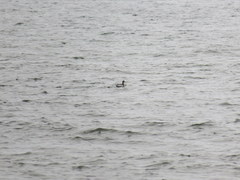 Clangula hyemalis image