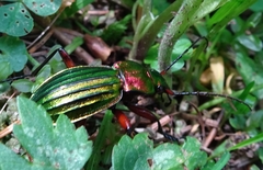 Carabus auronitens