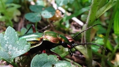 Carabus auronitens