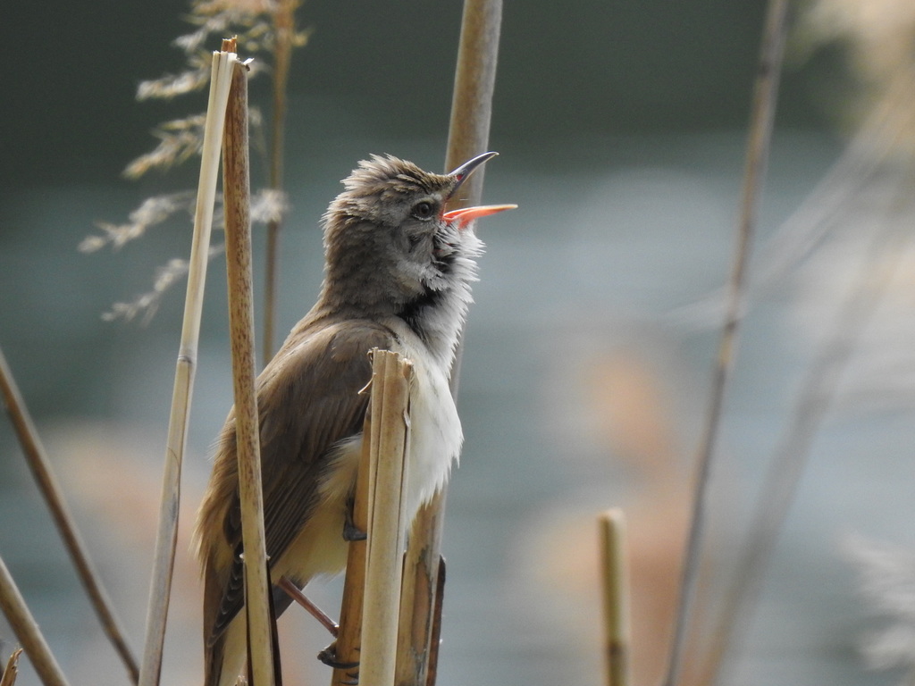 Reed Warblers and Allies