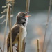 Reed Warblers and Allies - Photo (c) Steven Schulting, some rights reserved (CC BY-NC), uploaded by Steven Schulting
