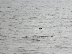 Clangula hyemalis image