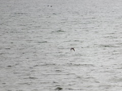 Clangula hyemalis image