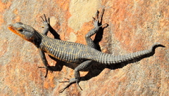 Ninurta coeruleopunctatus