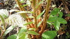 Dryopteris filix-mas