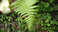 Dryopteris filix-mas