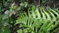 Dryopteris filix-mas