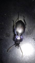 Carabus amplipennis