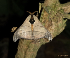 Hylesia scortina