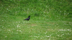 Corvus corone