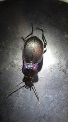 Carabus amplipennis