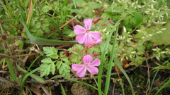 Geranium robertianum