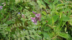 Vicia sepium