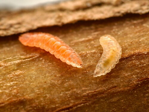 Lavender Gall Midge