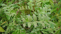 Vicia sepium