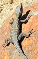 Ninurta coeruleopunctatus