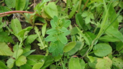 Hypericum perforatum