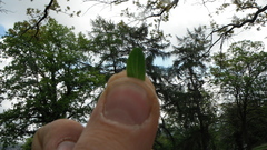 Hypericum perforatum