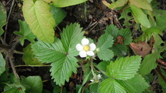 Fragaria vesca