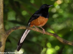 Copsychus malabaricus
