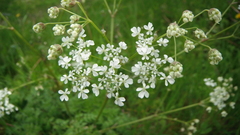 Anthriscus sylvestris