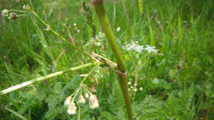 Anthriscus sylvestris