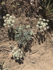 Lomatium nevadense