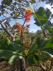 Palicourea rigida