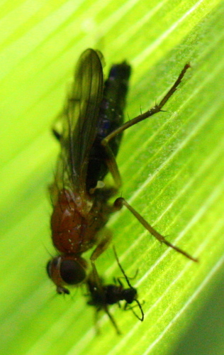 Scathophagidae