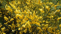 Cytisus scoparius