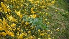Cytisus scoparius