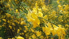 Cytisus scoparius