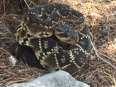 Crotalus molossus nigrescens