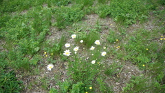 Leucanthemum vulgare